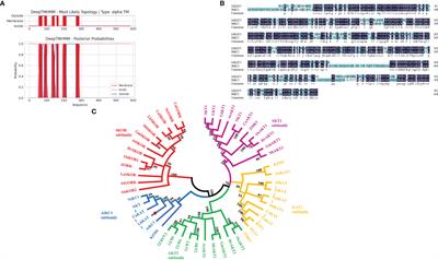 LbKAT3 may assist in mycorrhizal potassium uptake, and overexpression of LbKAT3 may promote potassium, phosphorus, and water transport from arbuscular mycorrhizal fungi to the host plant